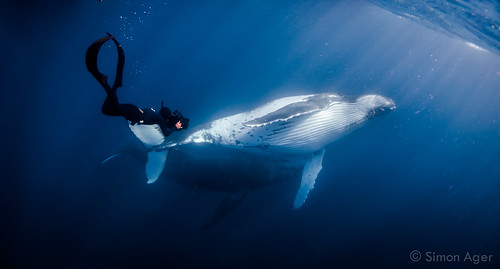イルカにクジラ ペンギンはなぜ白黒 ポジタリアン イエロー