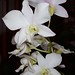 Dendrobium K.B. White – Anita Spencer