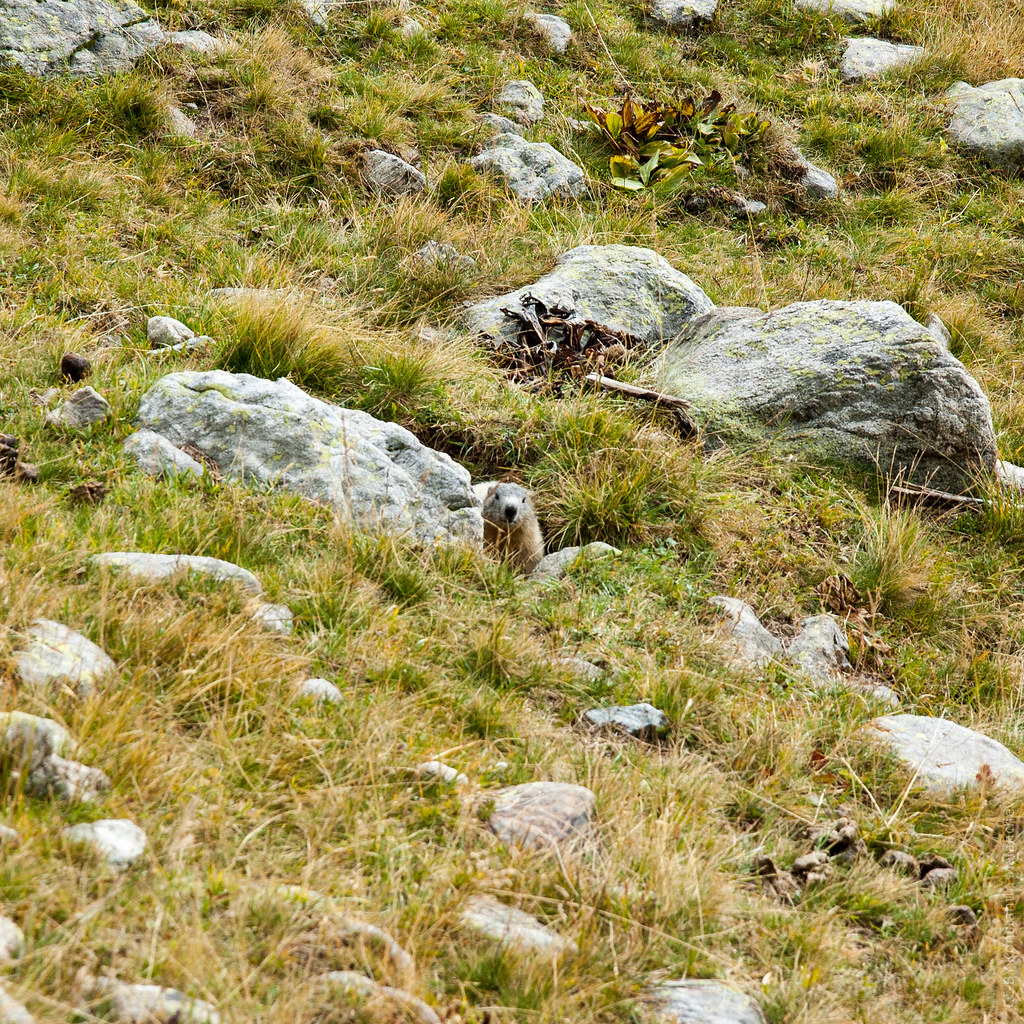 : Alpine Marmot