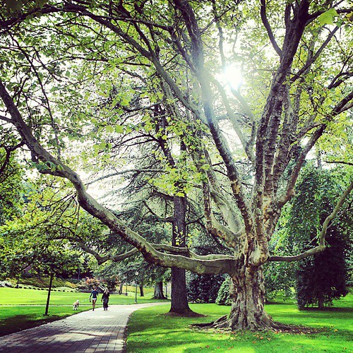 Do you have a favorite tree on campus? (Yes, that's a serious question! We're rather proud of our tree collection.)