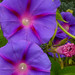 violette Trichterblumen  am Abend