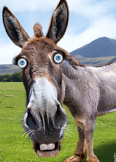 Democratic Donkey - Caricature