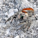 Regal Jumping Spider (Phidippus regius)