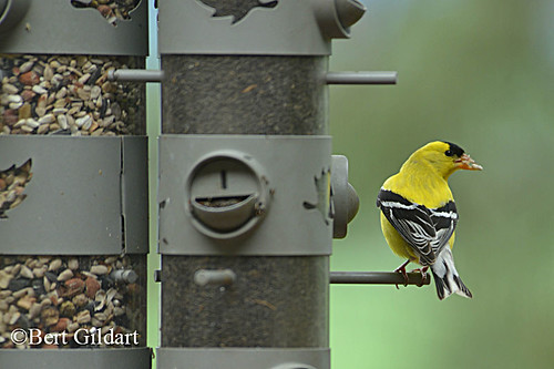 GoldFinch (1 of 2)