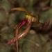Bulbophyllum papulosum – Lisa Humphreys