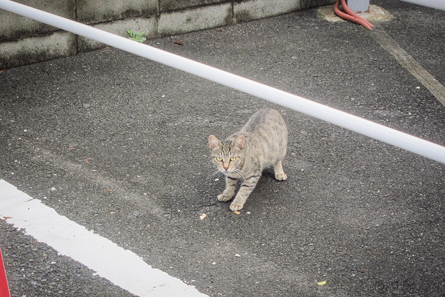 Today's Cat@2013-09-07