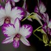 Dendrobium Enobi Purple – Anita Spencer