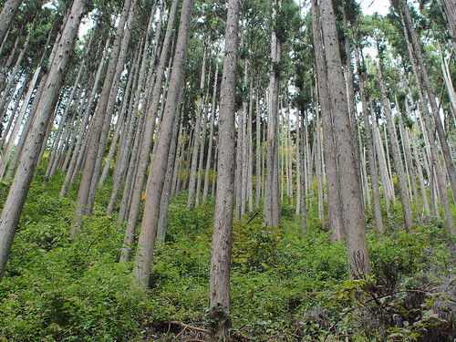 Japanese Cedar Forest, Okutama, Tokyo