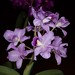 Guarianthe bowringiana – Phyllis Prestia