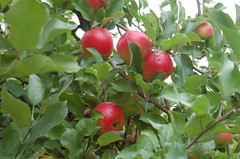 Unknown Variety Apples <a style="margin-left:10px; font-size:0.8em;" href="http://www.flickr.com/photos/91915217@N00/10303082733/" target="_blank">@flickr</a>