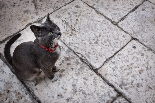 The Cat with the Red Collar