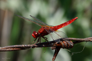 Dragonfly. Libelulă