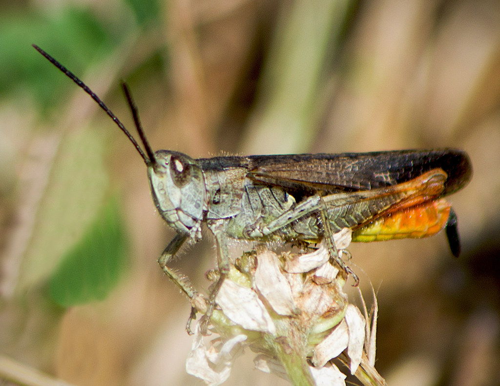 :   / Chorthippus brunneus / Common field grasshopper / Braune Grash