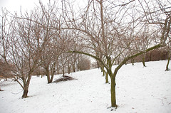 1-Acre Mixed Orchard in Winter <a style="margin-left:10px; font-size:0.8em;" href="http://www.flickr.com/photos/91915217@N00/11283203456/" target="_blank">@flickr</a>
