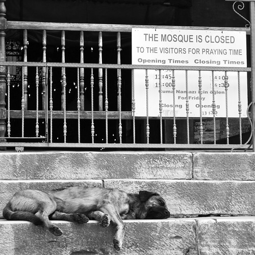 No dog prayers ©  specchio.nero