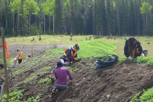 weeding party with volunteers in banff national park summer 2013