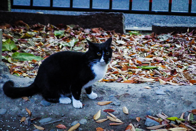 Today's Cat@2013-12-15