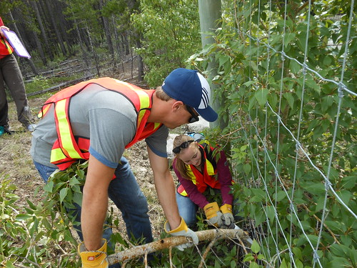 fence check keeping the wildlife fence clear of trees with volunteers in Banff National Park