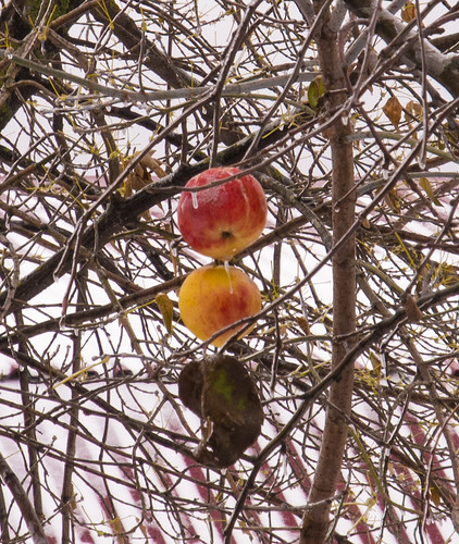 Ice apples ©  Andrey