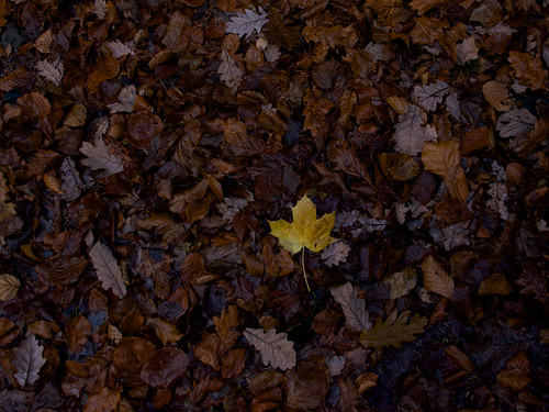 Last autumn traces ©  Still ePsiLoN