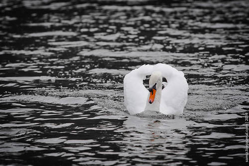 White Swan ©  Evgeniy Isaev