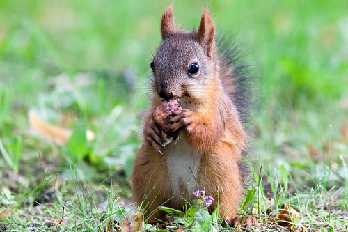 Squirrel ©  aplart