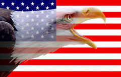 American Bald Eagle Day, June 20th