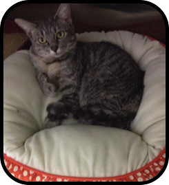 Noel, a 2-year-old female gray and white tabby domestic shorthair