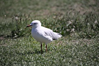 2014 Sydney: seagull