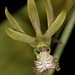 Eulophia andamanensis – Merle Robboy