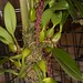 Bulbophyllum saurocephalum – Nico Goosens