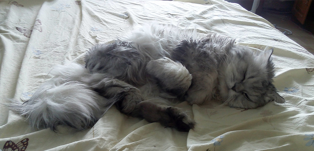 : Sleeping Cat