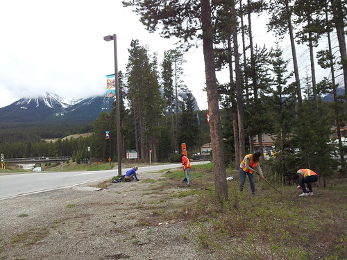 area clean up and weed pull with volunteers in lake louise summer 2013