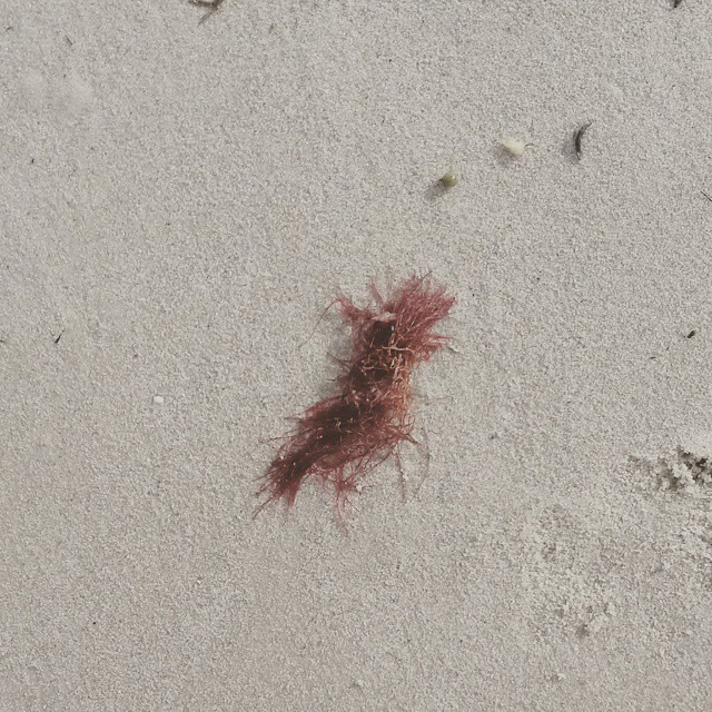 Oh look. I found DONALD TRUMPs hair on the beach at Fish Hoek.