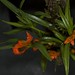Dendrobium vexillarius var. uncinata – Merle Robboy