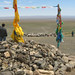 Grazing in Mongolia