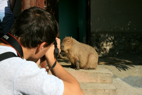Taking photo of the capybara ©  quirischa