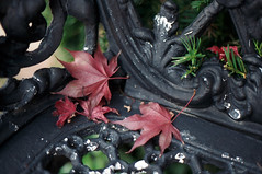 Leaves on the iron bench