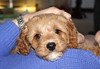 Puppy Love | Meet Bindi