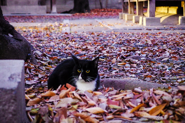 Today's Cat@2013-12-09