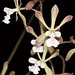 Encyclia belizensis – Merle Robboy