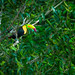 Keel-billed Toucan, Lake Arenal... Think Costa Rica in February