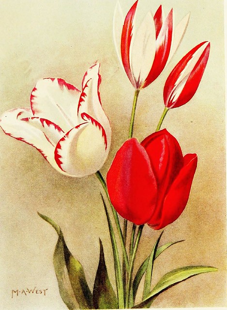 Image from page 45 of Bulb gardening (1921)