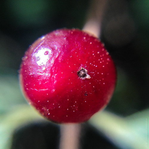 Honeysuckle Berry ©  Konstantin Malanchev