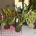 Assorted plants for the auction