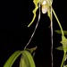 Phragmipedium Tall Tails (wallisii "Green Giant" x caudatum "Daddy Long Legs") – Lisa Humphreys