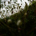 Haircap moss from below