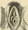 Image from page 628 of Traité danatomie humaine : anatomie descriptive, histologie, développement (1895)