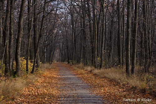Лес в октябре. October forest ©  Tatters 