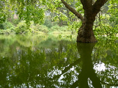 pond, tree